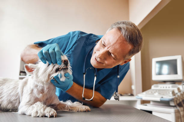Professional Emergency Dental Service in KY